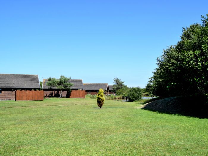 Chestnut 1 - Image 4